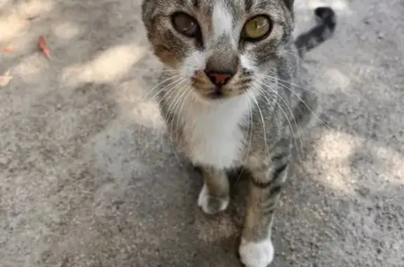 Lost pets Lemoore, photo: Friendly Cat with Eye Infection Lost