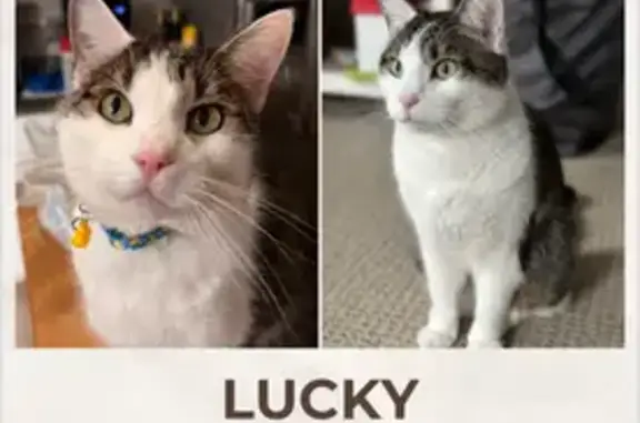 Lost and found pets Clermont, photo: Lost Cat: Friendly Gray & White in Clermont