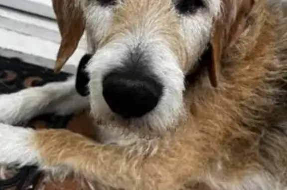 Chien trouvé Maule, photo: Beagle croisé griffon perdu à Maule