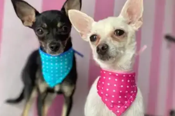 Lost and found pets Montgomery, photo: Lost White Chihuahua on Woodmere Blvd