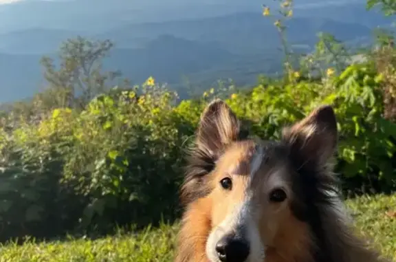 Lost Dog on Church Drive, Lexington