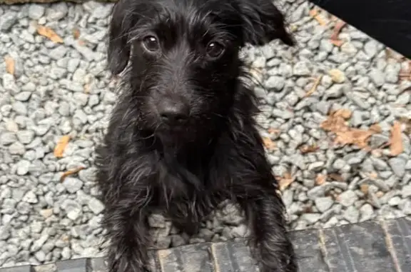 Lost: Friendly Black Dog on W 20th St