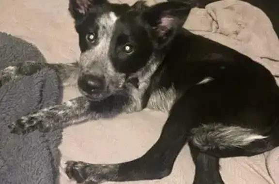 Lost Blue Heeler/Husky Mix in Angel Lane