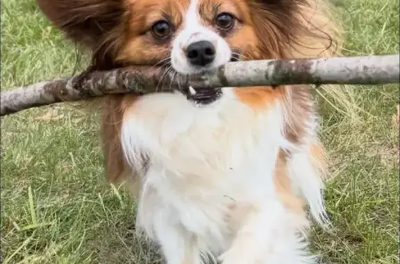 Missing dog Rochester Hills, photo: Lost Dog: Timid & Fast in Rochester
