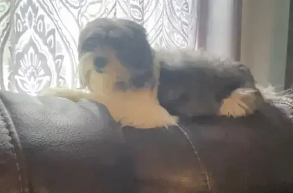 Lost and found pets Waterbury, photo: Lost Fluffy Black & White Dog: Luna