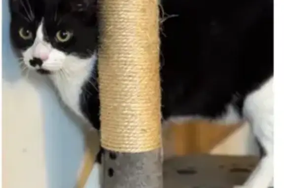 Lost Cat: Black & White, Maple Shade