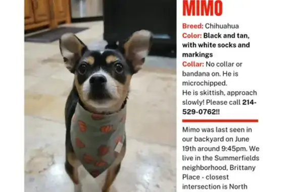 Lost Chihuahua Mimo: Help Us Find Him!