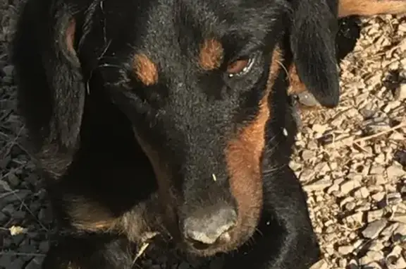 Chienne noire trouvée, craintive, Agel - photo