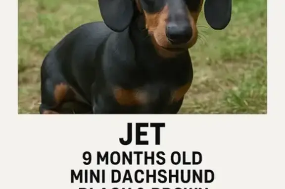 Lost Dog: Jet - Small, Timid, Needs Food