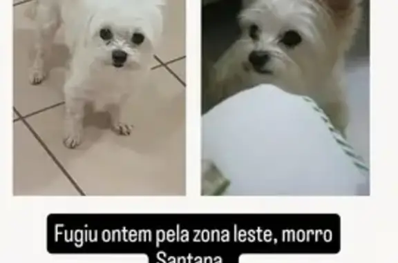 cachorro desaparecida