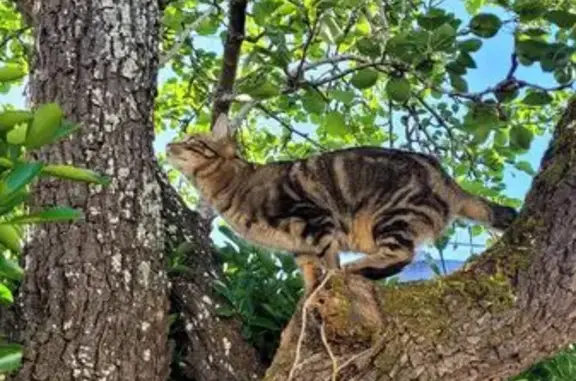 Chat tigré perdu à Julienne - photo