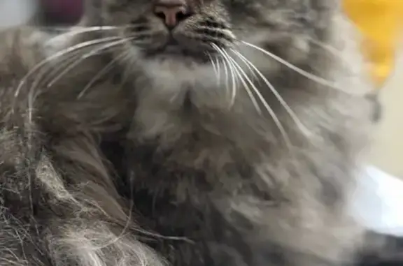 Lost Tabby-Mainecoon: Woodlands Area