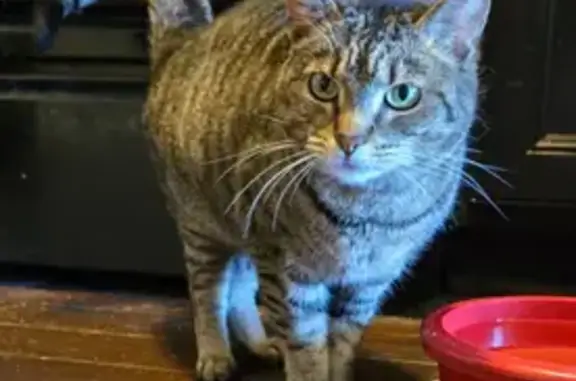 Lost Cat: Emerald Eyes & Unique Voice