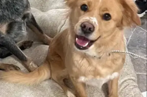Lost Golden Mix: Skittish but Sweet!