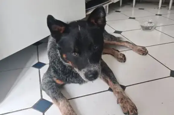Animaux trouvés Corte, photo: Chien mâle type bouvier trouvé à Corte