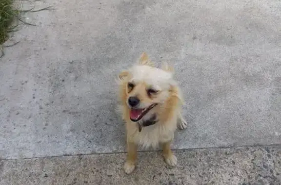 Chien trouvé Plédran, photo: Chien trouvé à Plédran avec collier rouge