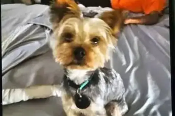 Lost Dog: Tan & Silver, No Tail Found