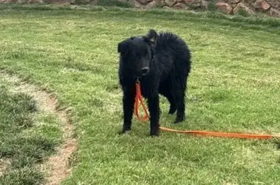 Lost: Shy Black Aussie Pup in Aspen Park