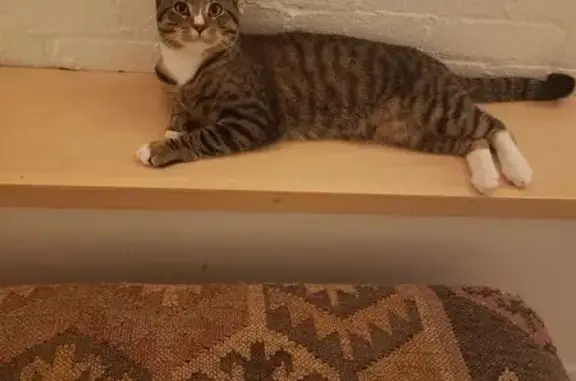 Lost Tabby Cat: Concord Ave, Toronto