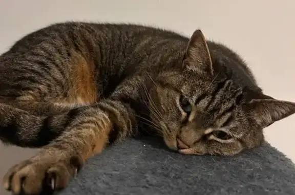 Chat perdu, , photo: Chatte tigrée perdue à Landelles-et-Coupigny