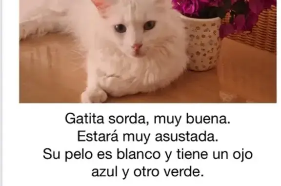 ¡Ayuda! Gata Albina Perdida en Alicante
