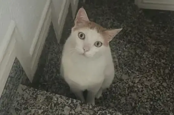 Gato Perdido en Barberà del Vallès