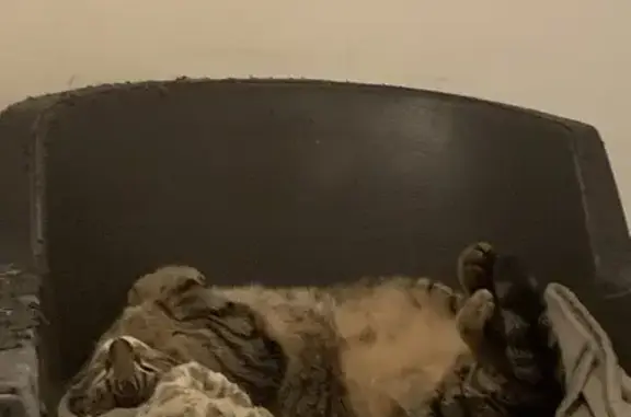 Chatte tigrée perdue à Sète, très câline - photo
