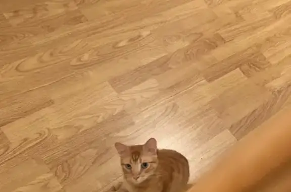 Se Busca: Gato Amarillo Tranquilo en Zaragoza