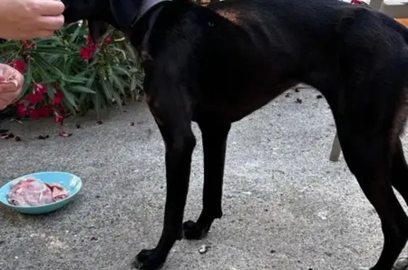 Chien trouvé avec collier à Cervione - photo