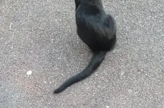 Chat trouvé Belfort, photo: Chat noir castré trouvé, rue de Mulhouse