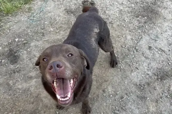 Animaux trouvés Rai, photo: Jeune Labrador marron trouvé à Desverie