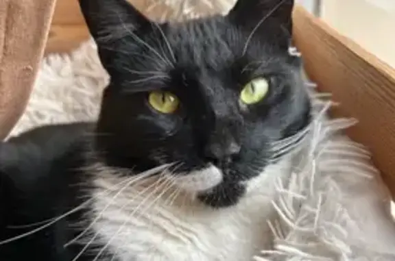 Chat noir et blanc perdu à Morières - photo