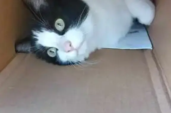 Chat perdu, , photo: Chat perdue Route de Mesnac, signes distinctifs