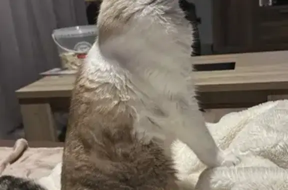 Gato Europeo Perdido en Blanes: Blanco y Gris