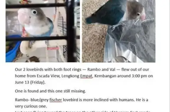 Help Us Find Rambo: Our Lost Feathered Family