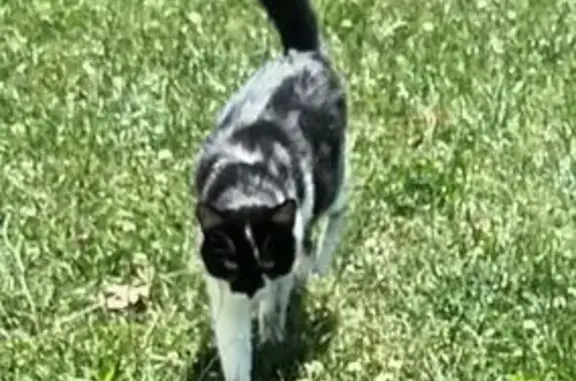Chat trouvé Lucé, photo: Chat noir et blanc trouvé à Lucé
