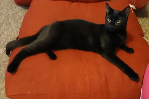 Lost Cat: Kind, Beautiful, and Missing