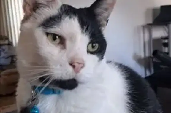 Lost Cat: Friar Missing on Flynn Ave