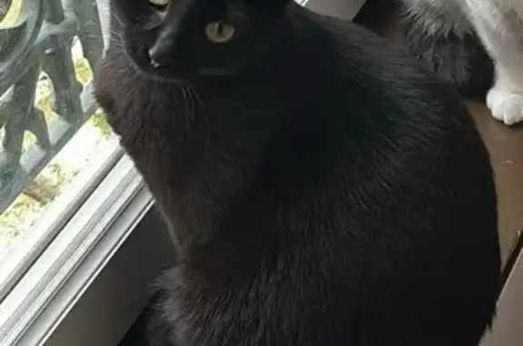 Animaux perdus Agen, photo: Chatte noire perdue à Agen, Rue de Belfort
