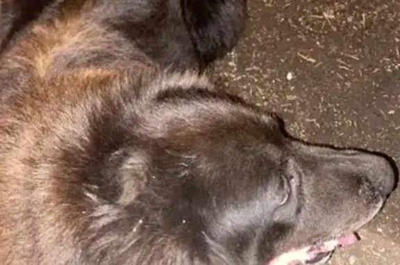 Chien trouvé , photo: Chien noir à poil long trouvé à Patrimonio