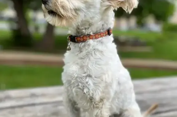 Chien blanc perdu, peureux à Issoire - photo