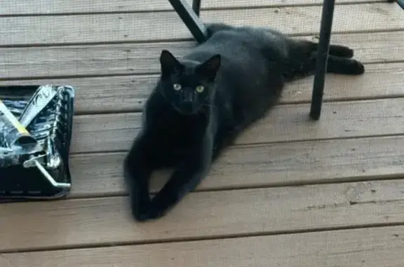 Help Find Craig: Missing Black Cat