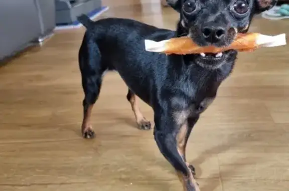 ¡Ayuda! Perrita Ninja perdida en Amposta