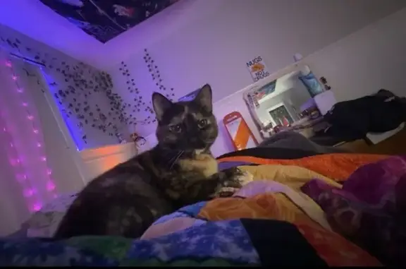Lost Tortoise Cat: White Tail Tip Found!