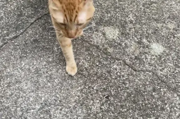 Chat trouvé Belfort, photo: Chat roux trouvé, docile et affectueux