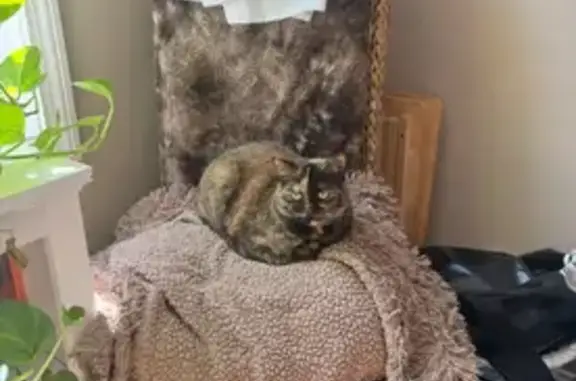 Lost Calico Cat: Help Find in Lynn