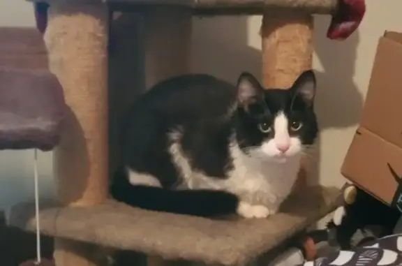 Lost and found pets Findlay, photo: Found: Sweet Tuxedo Cat on Center St