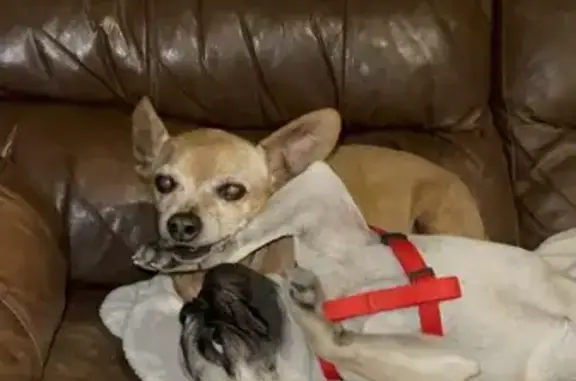 Help Find Our 21-Year-Old Dog in Glendale!