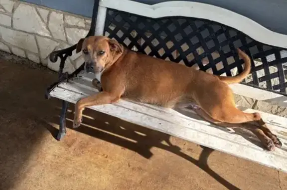 Lost Pitbull Mix: Light Brown, Pink Collar