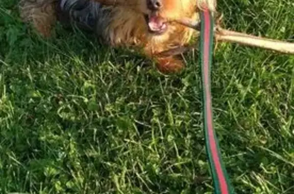 Lost Yorkie: Black/Grey/Gold, Hazel Crest